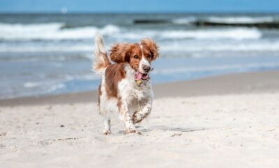 Pet-Friendly Adventures: Enjoying Your Vacation in and Around Ocean City, NJ with Your Furry Friend